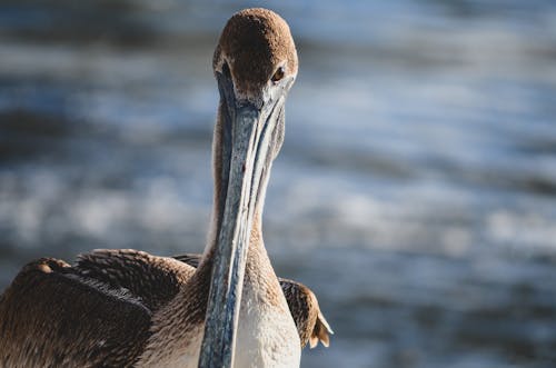 Free A Close-up Photo of a Brown Pelican Stock Photo