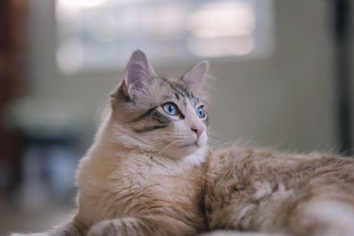 Free A serene close-up of a ragdoll cat with striking blue eyes lounging indoors. Stock Photo