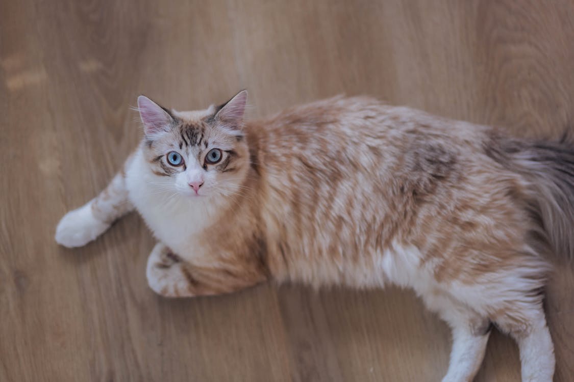 Free Orange Tabby Cat on Brown Wooden Floor Stock Photo