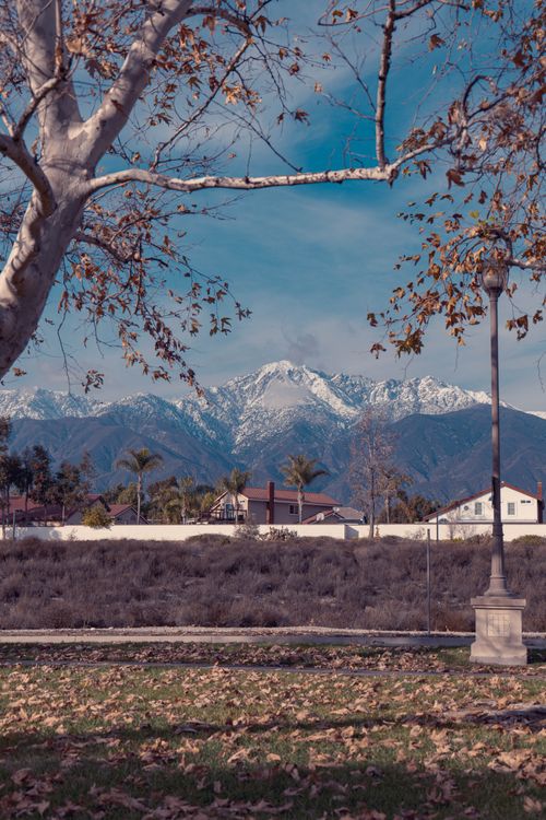 Free A scenic view of snow-capped mountains framed by autumn trees and suburban houses below. Stock Photo