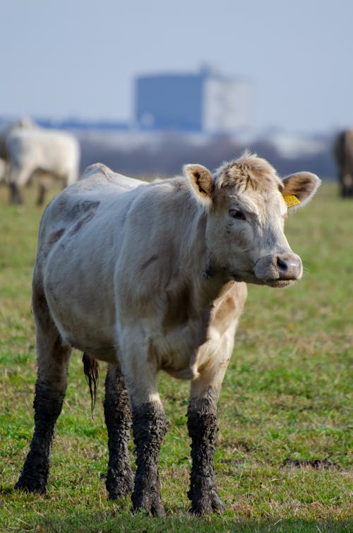 A Muddy White Cow on Green Grass Field