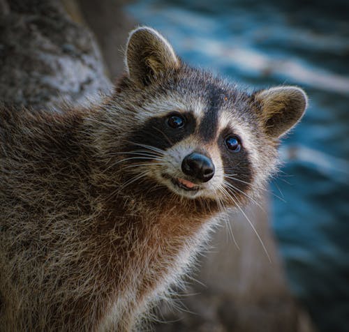Free Close-up of a Brown Raccoon Stock Photo
