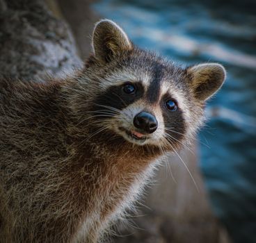 A close-up shot of a curious raccoon by the water in Canada, showcasing its distinct facial features.