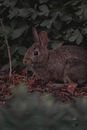 Brown Rabbit on the Ground