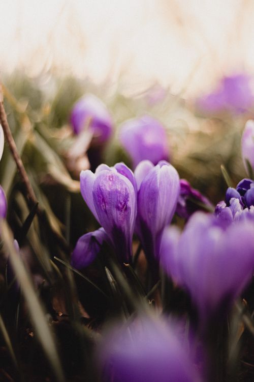 Free Beautiful purple crocus flowers blooming in a field with a blurred background. Stock Photo