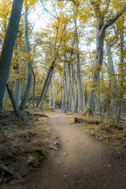 Dirt Pathway Between Trees