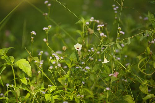 White Flower With Green Leaves