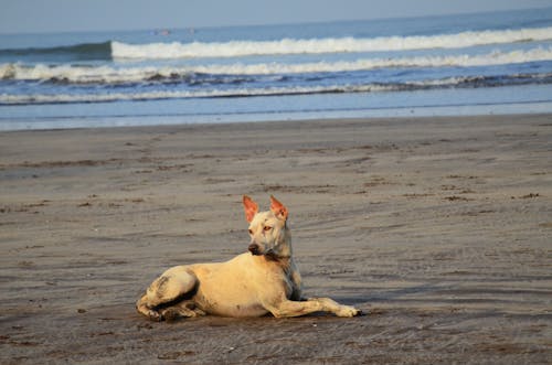Free stock photo of beach, dog, pride