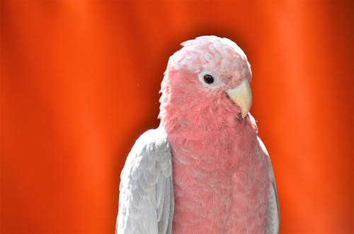 Free stock photo of brave, parrot