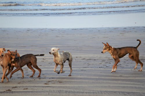Free stock photo of beach, dog, game