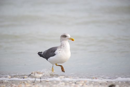 Free Close-up of a seagull walking on a sandy beach near water, showcasing wildlife in a natural coastal environment. Stock Photo