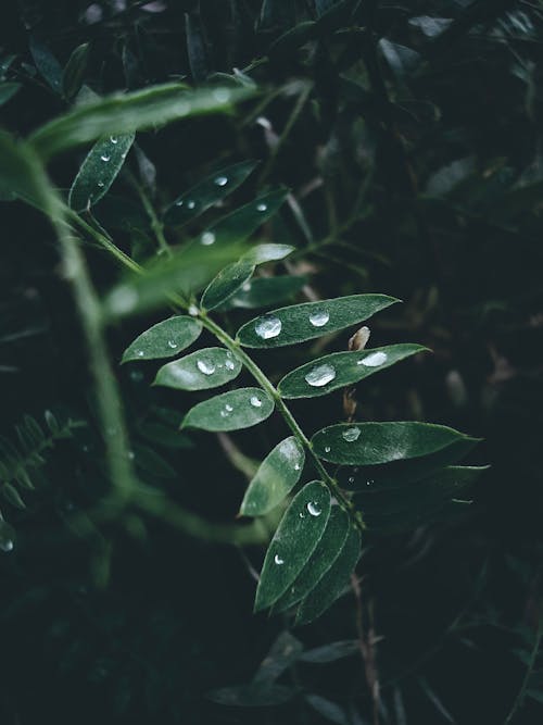 Water Droplets on Green Leaves