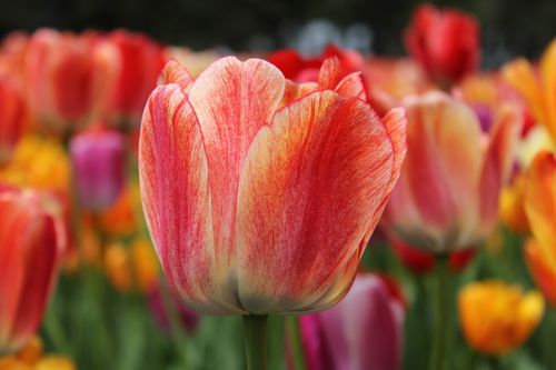 Free Close-up of colorful tulips blooming in a vibrant spring garden with rich hues and details. Stock Photo