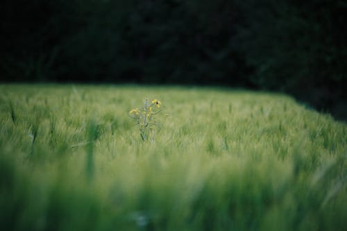 Foto d'estoc gratuïta de a pagès, camí rural, camp