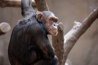 Black Monkey on Brown Tree Branch