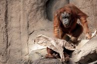 Orangutans Sitting on Big Rocks