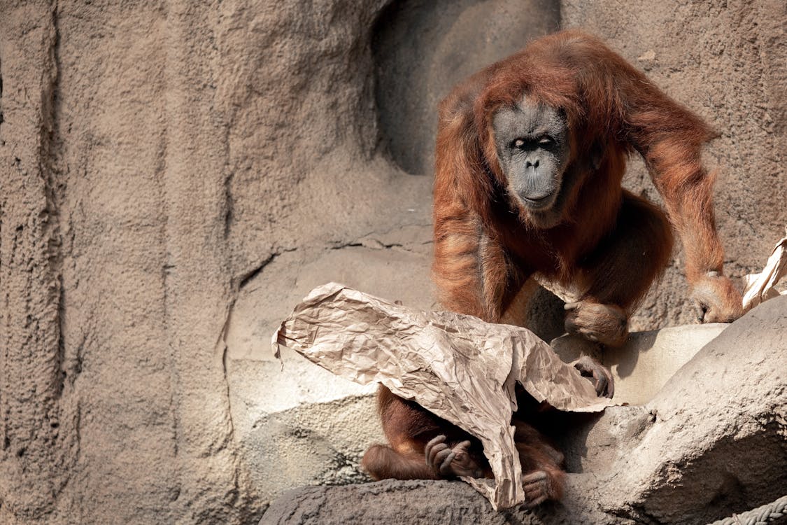 Free Orangutans Sitting on Big Rocks Stock Photo