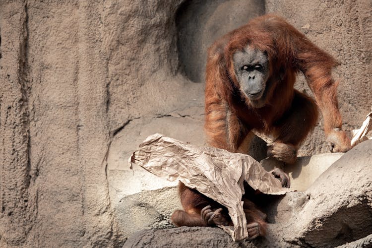 Orangutans Sitting On Big Rocks