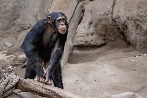 Ingyenes stockfotó állatfotók, csimpánz, élőhely témában Stockfotó
