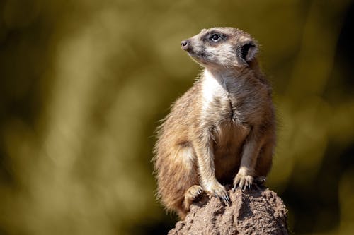 Foto d'estoc gratuïta de animal, assegut, carnívor