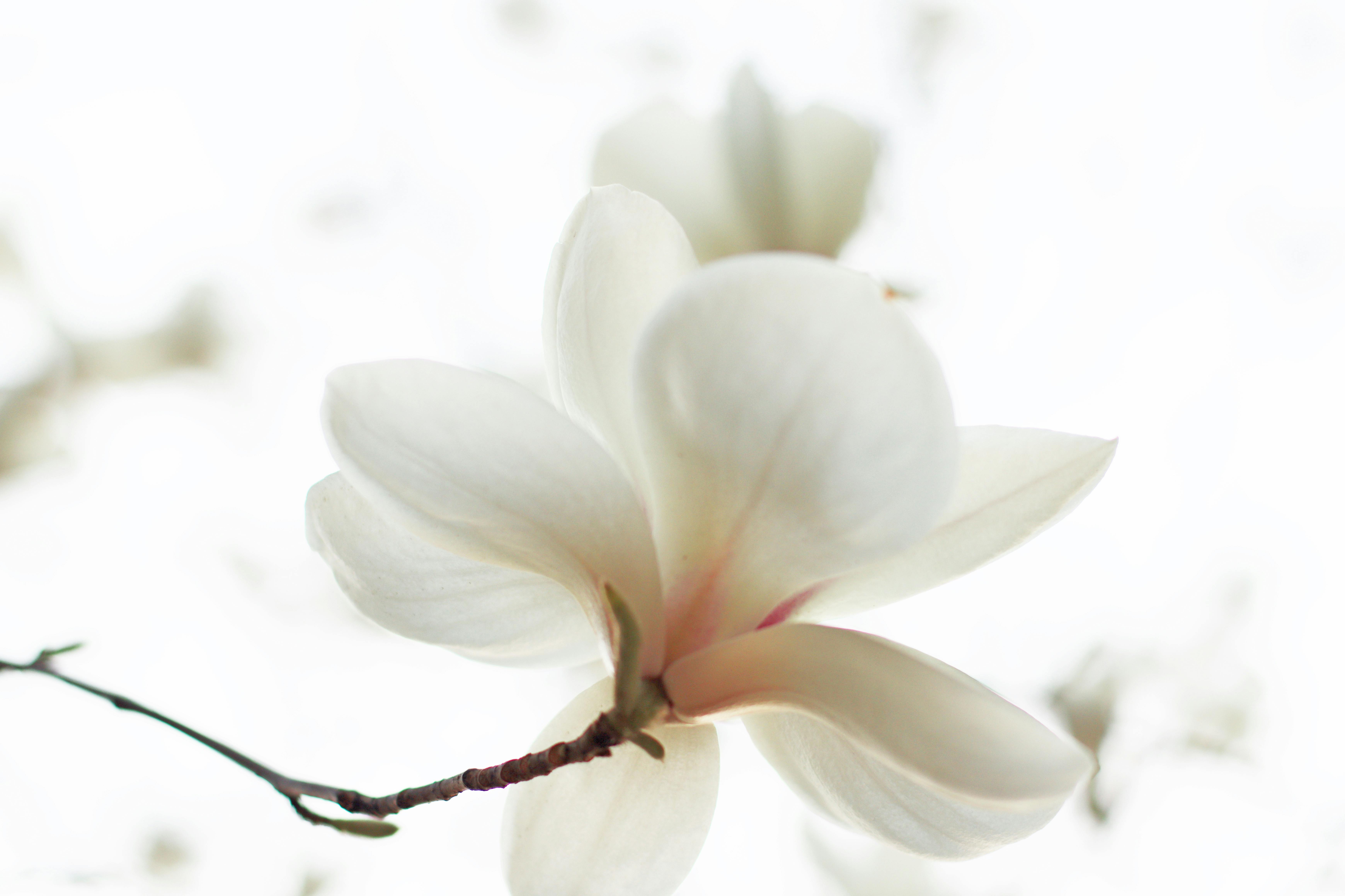 Magnolia’s AAA Hobbies To Close 2026 (Second Half). Iconic Hobby- Craft Emporium — Photo by Amelia  Cui on Pexels