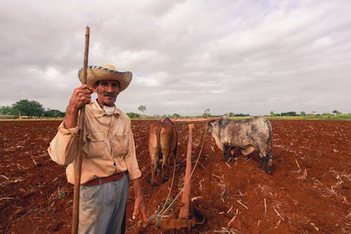 A Farmer Standing beside a Cattle Drawn Plough