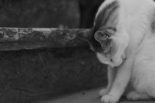 Free Cat's cleaning itself up Stock Photo