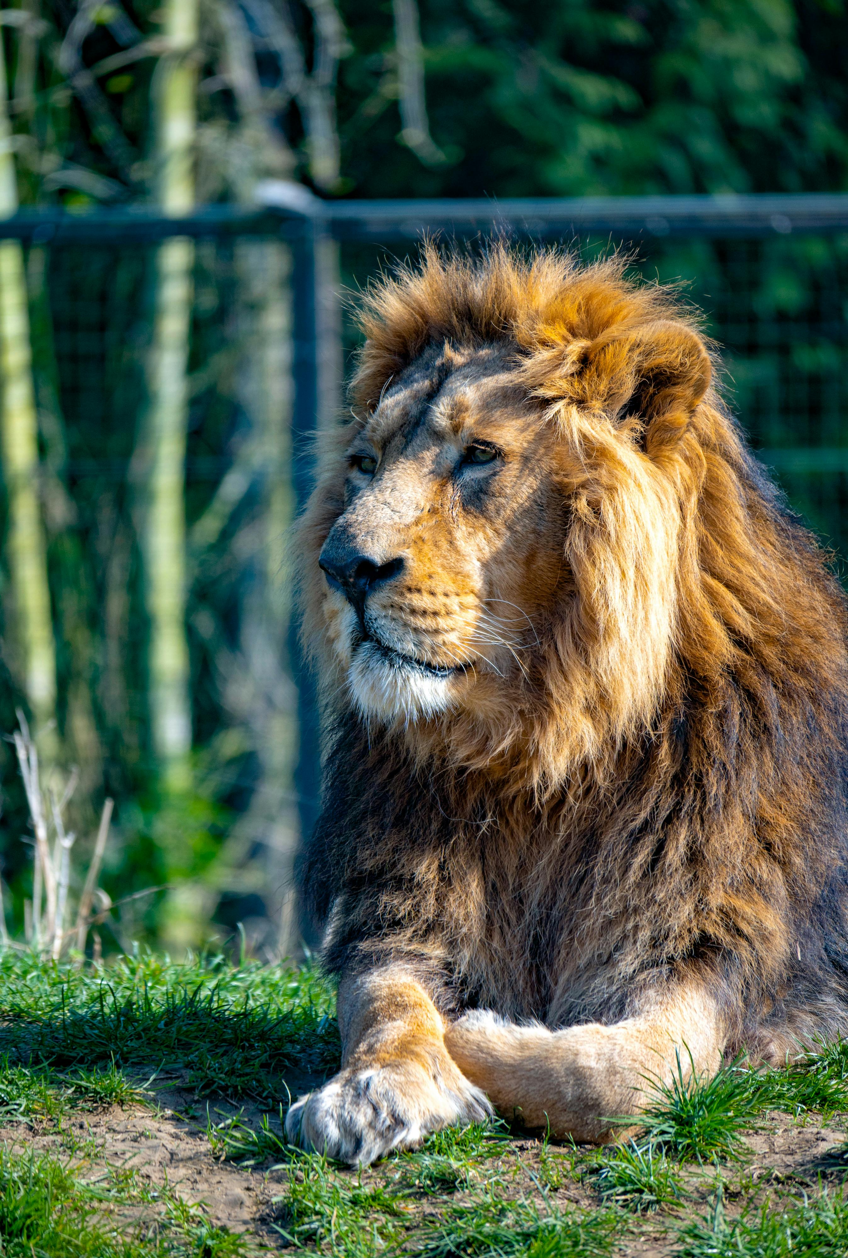 Brown Lion on Brown Wood Trunk · Free Stock Photo Brown Lion on Brown Wood Trunk · Free Stock Photo
