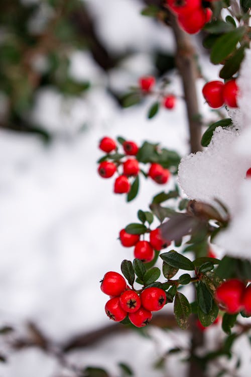 Gratis lagerfoto af almindelig cotoneaster, bær, cotoneaster integerrimus