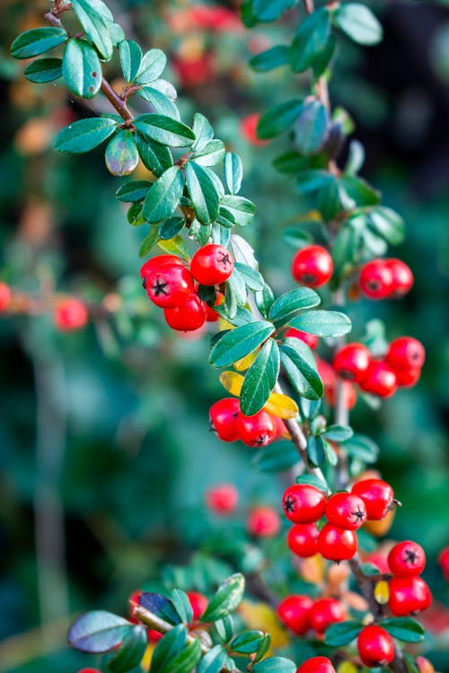 Gratis lagerfoto af lodret skud, plante, skandinavisk cotoneaster busk