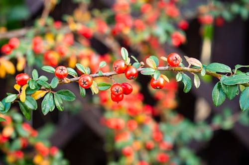 Gratis lagerfoto af blade, plante, skandinavisk cotoneaster busk