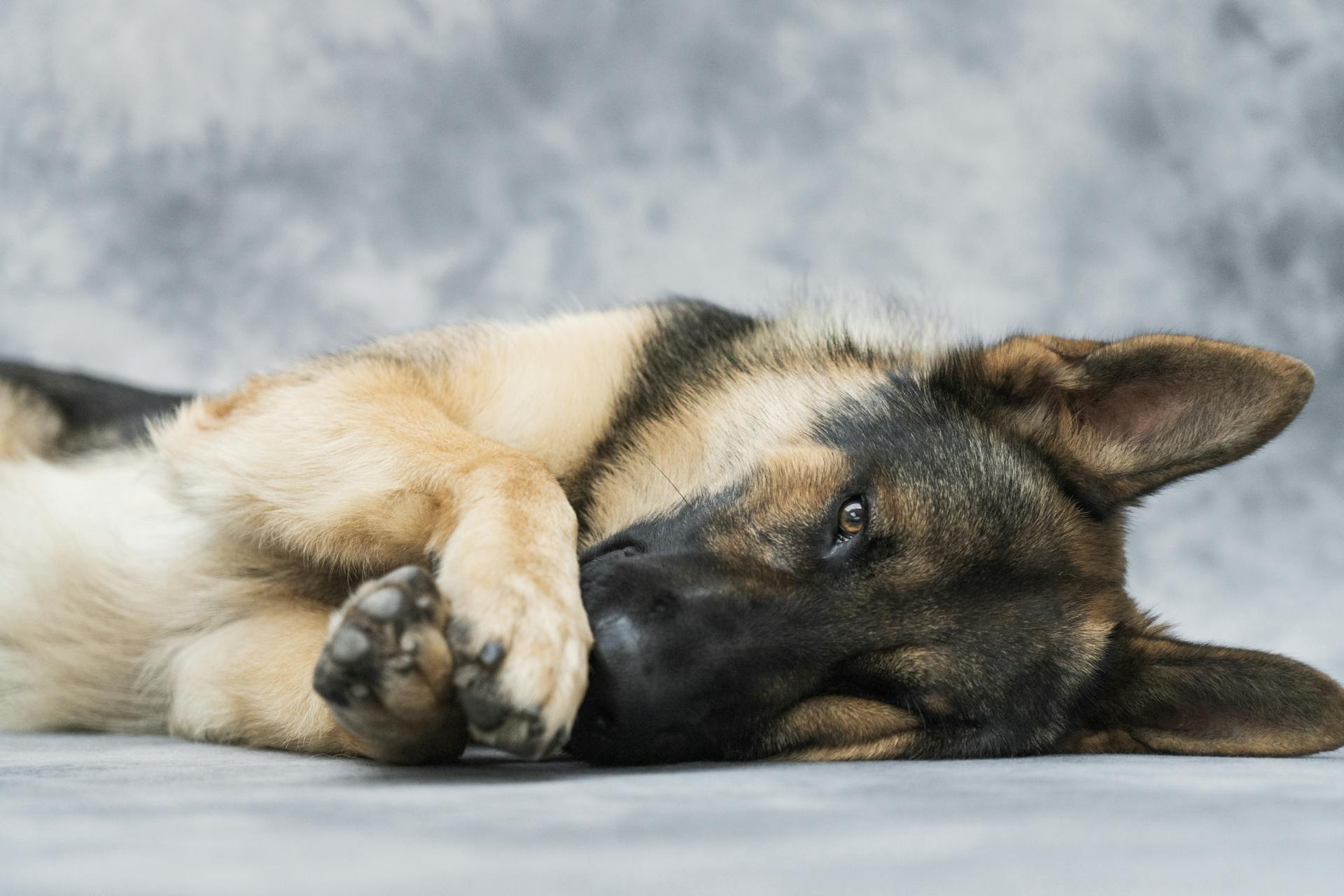 Foto av en schäferhund