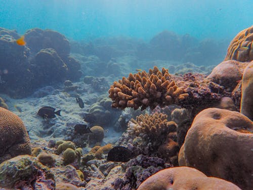 Δωρεάν στοκ φωτογραφιών με βαθύς, θάλασσα, κοράλλια Φωτογραφία από στοκ φωτογραφιών