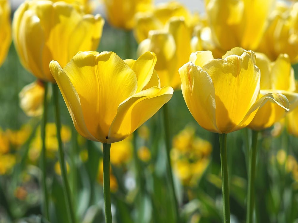 Yellow Tulips in Bloom · Free Stock Photo