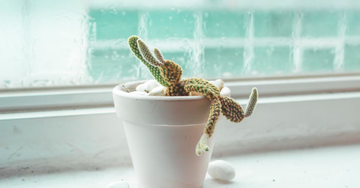 Um pequeno cacto em vaso repousa em um peitoril de janela com uma suave luz natural filtrando.