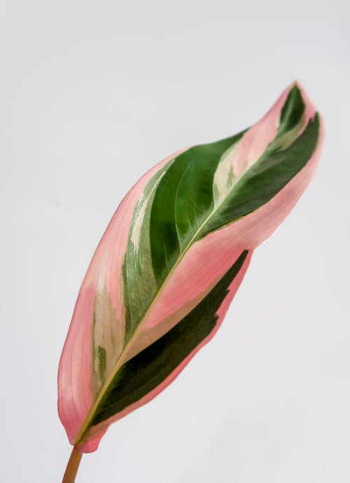 Free Close-up of a Stromanthe Triostar Leaf Stock Photo