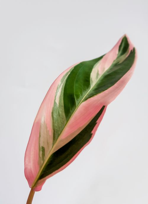 Free Close-up of a vibrant Stromanthe Triostar leaf showcasing its pink and green variegation against a white background. Stock Photo