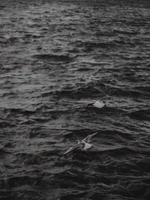 Darmowe zdjęcie z galerii z czarny i biały, latanie, morze