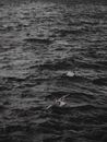 White Bird Flying over the Sea