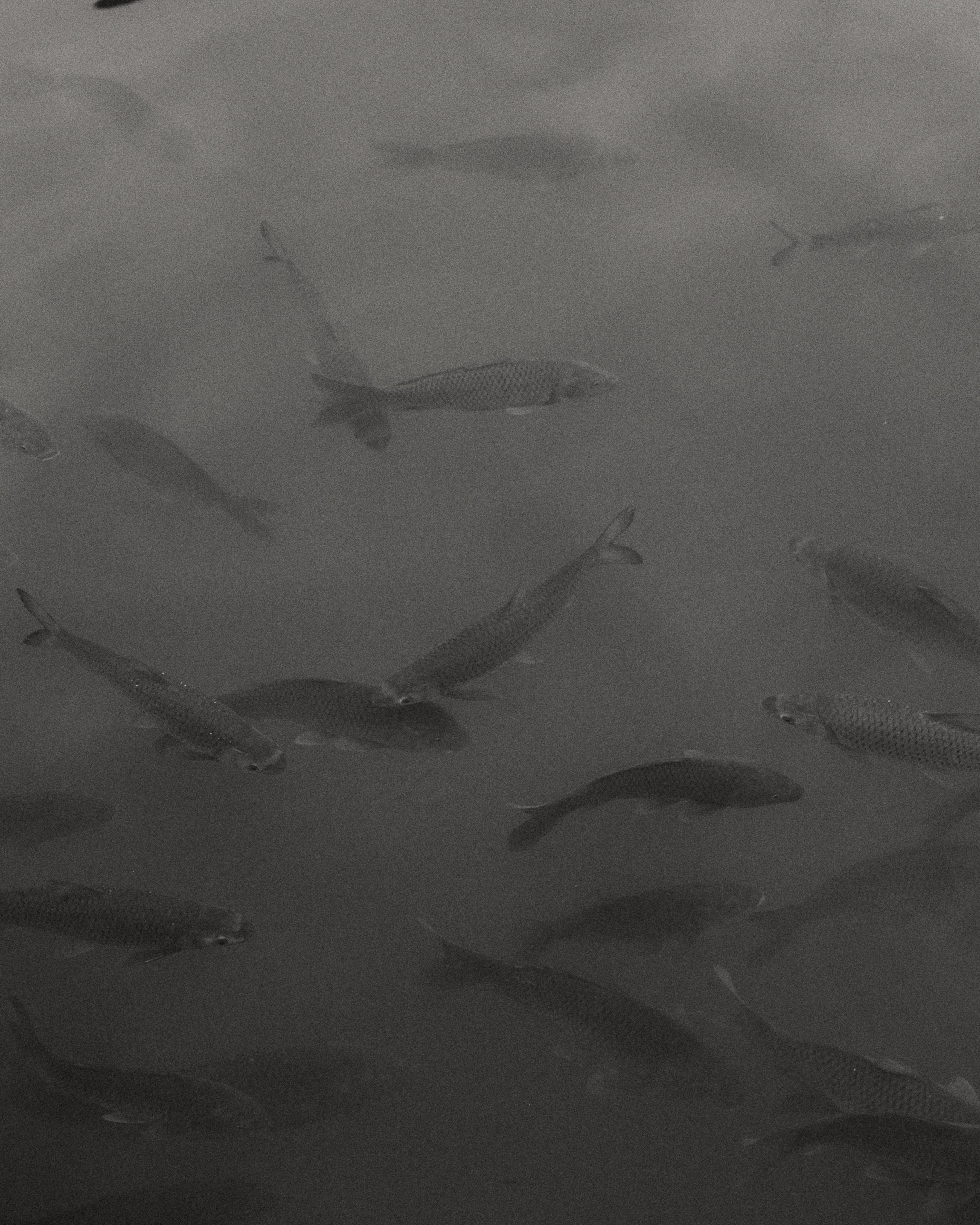A Grayscale of Fish in the Water · Free Stock Photo