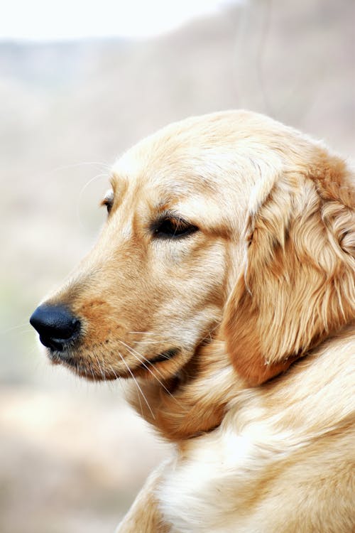 Golden Retriever in Close-up Photography