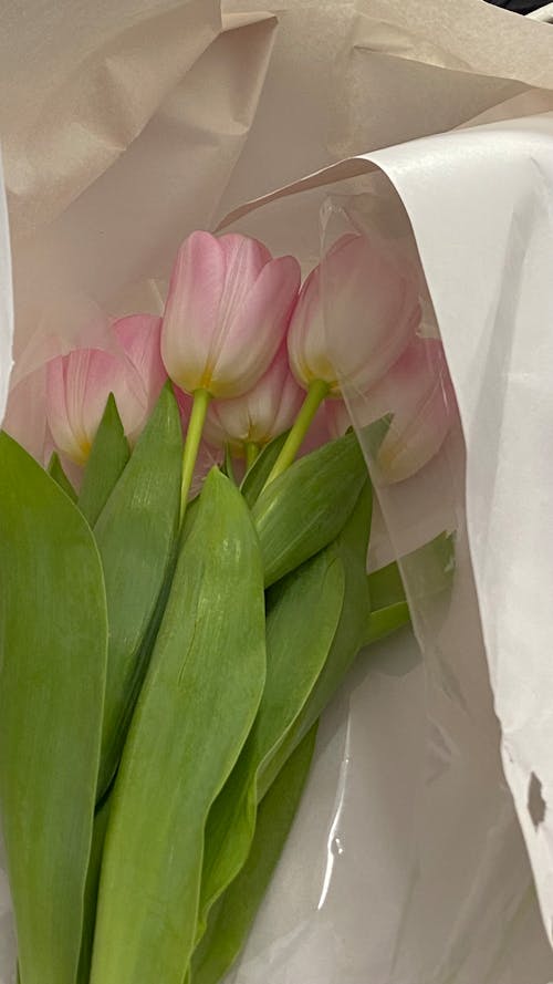 Foto stok gratis banyak, bunga tulip, bunga-bunga