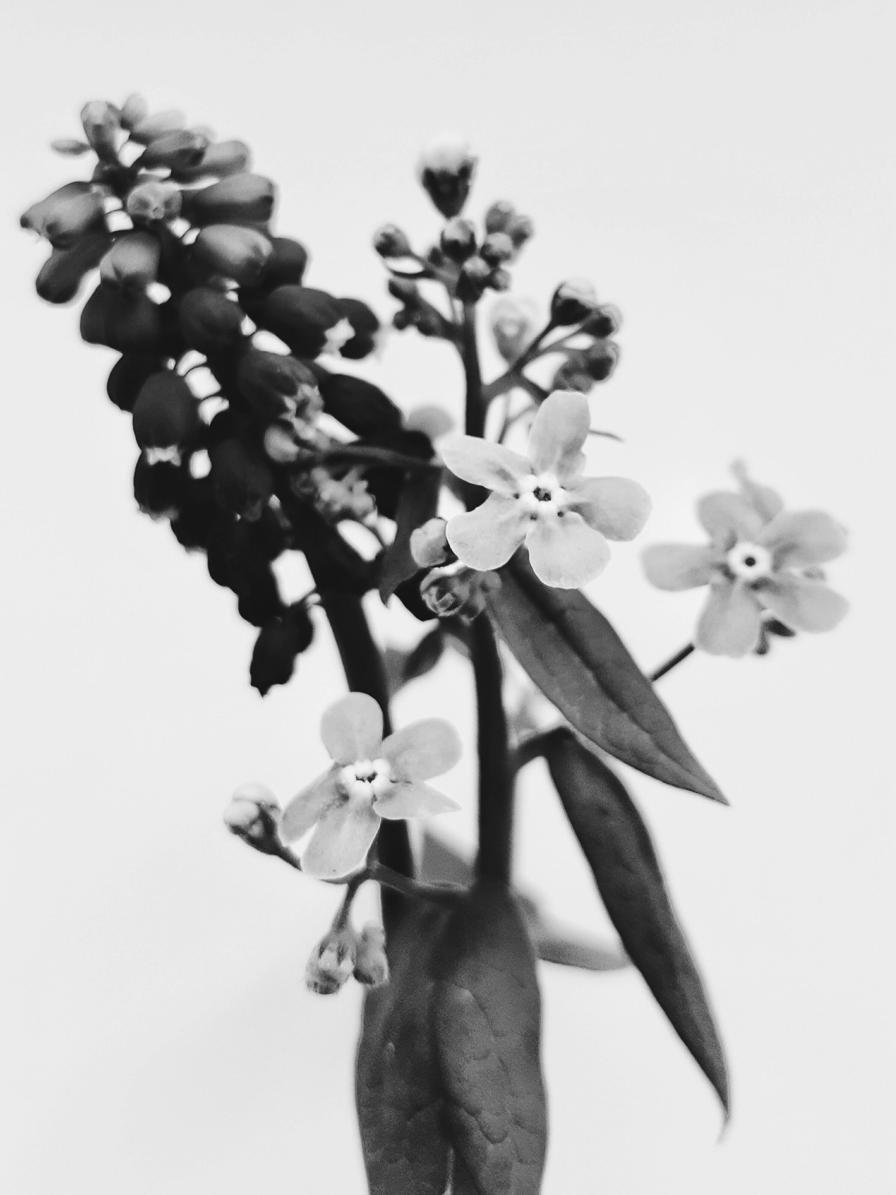 Artistic black and white close-up of flowers and leaves against a white background.