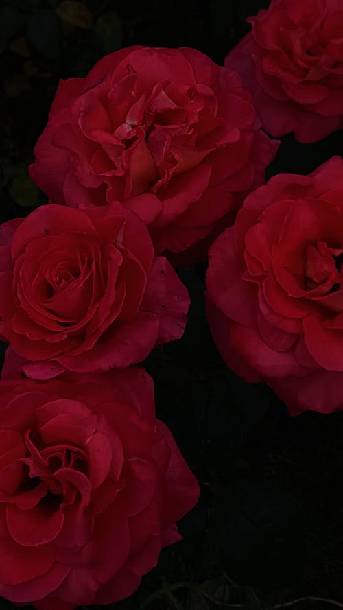 Darmowe zdjęcie z galerii z czerwone róże, delikatny, flora