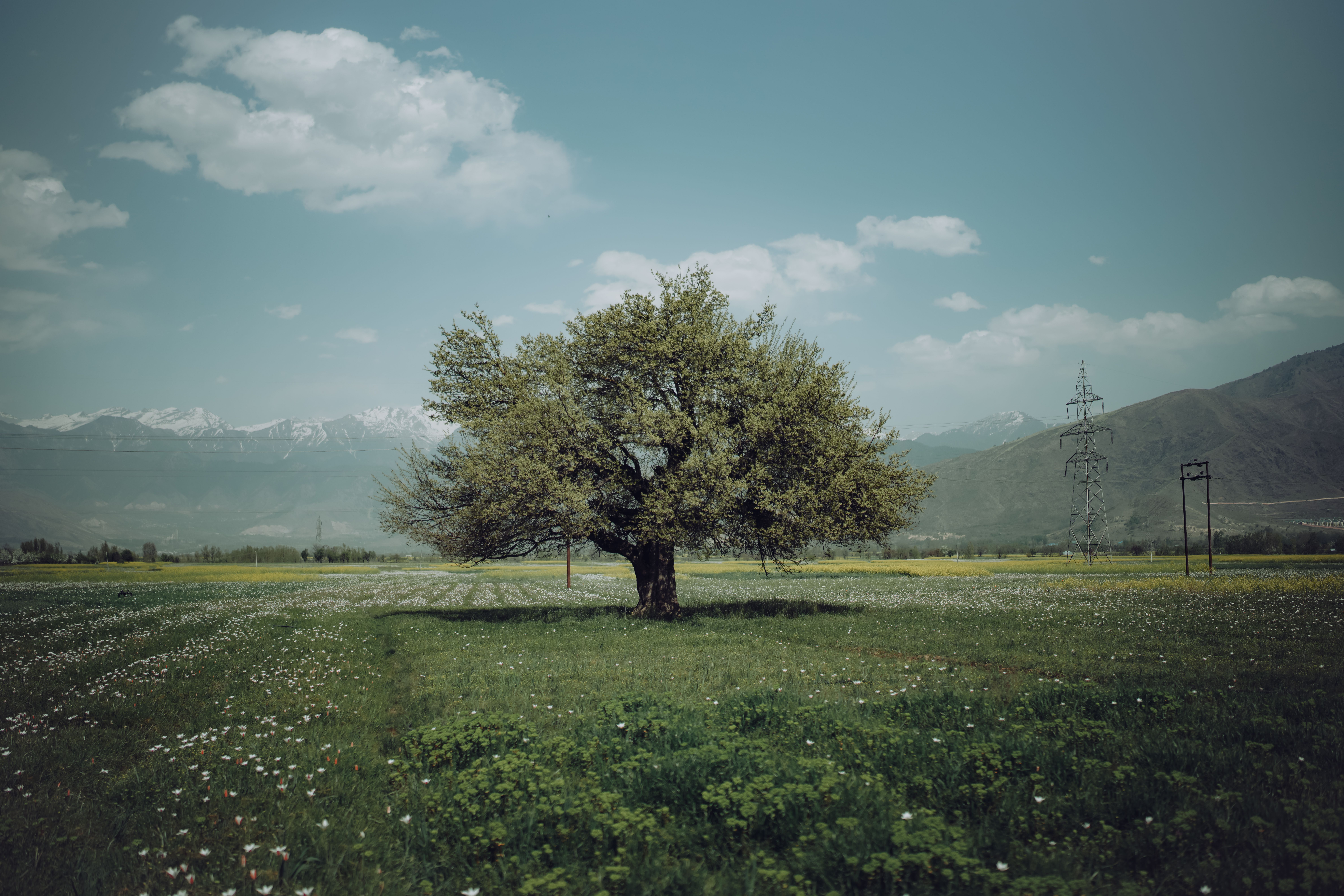 A Green Tree on Green Grass Field Under the Blue Sky and White Clouds ...