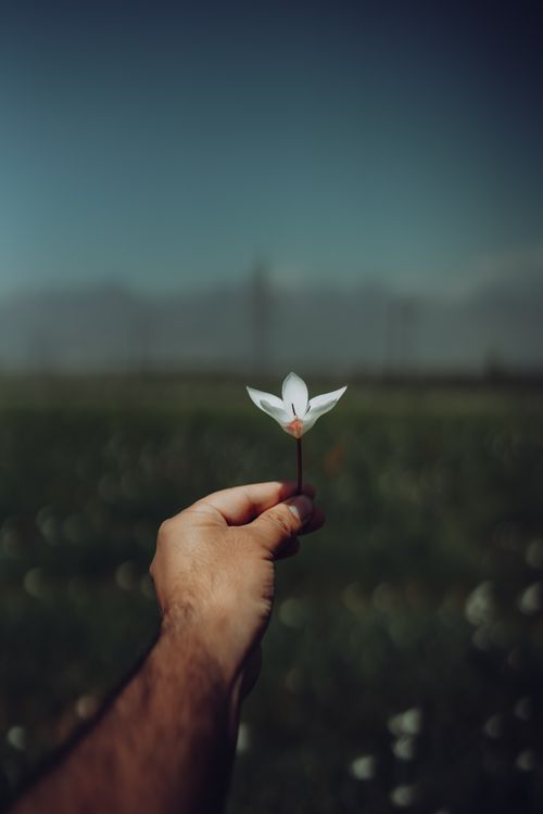 Free A single white crocus flower held by a hand against an outdoor field background, conveying the essence of spring. Stock Photo