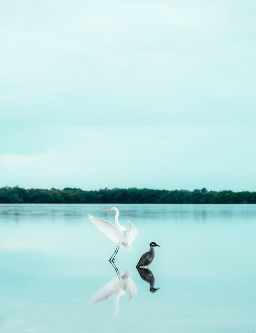 Birds on the Lake 