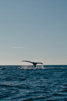 A humpback whale tail emerges from the ocean in Puerto Escondido, Mexico during sunset.