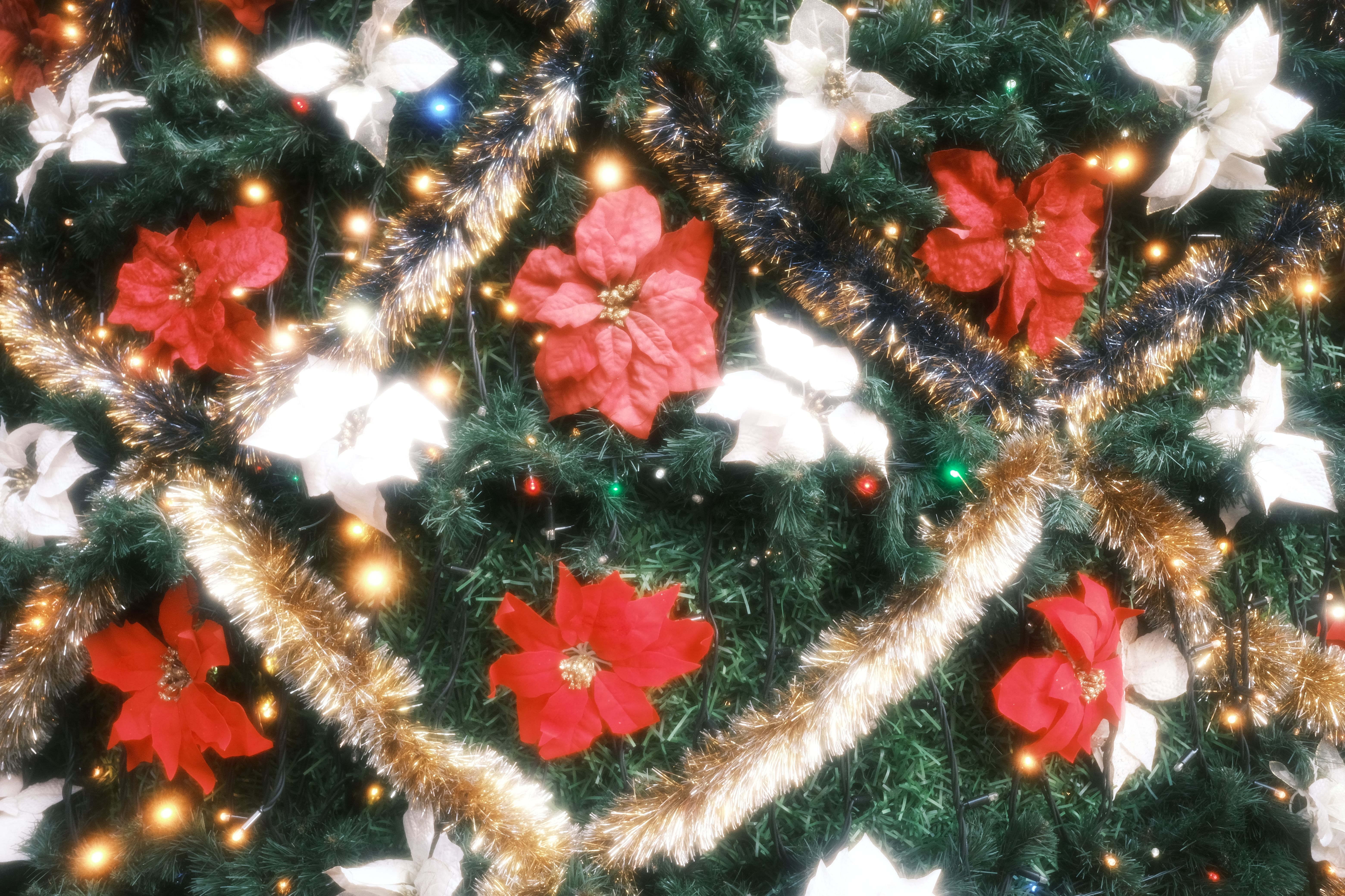 What to know about this year’s White House holiday decorations — Photo by Sami  Aksu on Pexels