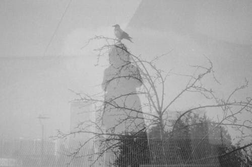 Základová fotografie zdarma na téma bezlistý strom, černobílý, odraz